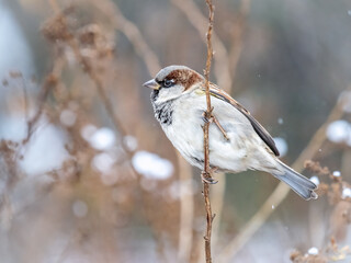 Sparrow sits on a branch without leaves.