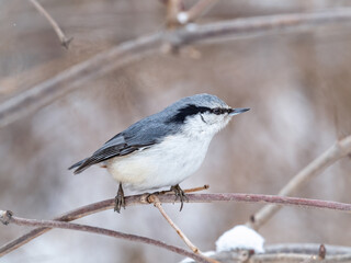 Eurasian nuthatch or wood nuthatch, lat. Sitta europaea, sitting on a tree trunk with a blurred background.