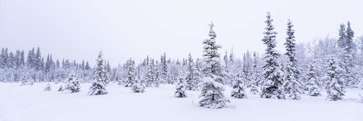 A panorama view of snowy winter landscape in northern Canada in December, cold freezing, icy months. Snow covered spruce, pine trees in open land, wilderness, woods, forest.  © Scalia Media