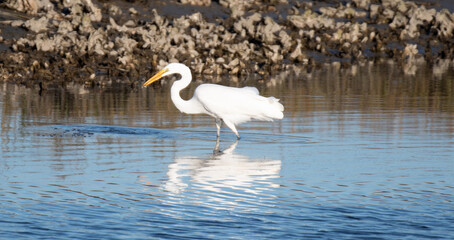 Heron Fishing in the marsh