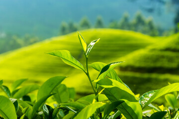 Fresh tea leaves closeup
