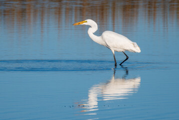 Heron Fishing in the marsh