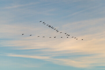 Birds Flying in a V Formation