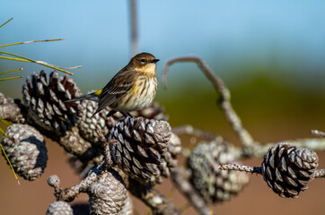 Yellow-rumped warbler on Pine Cone looking right