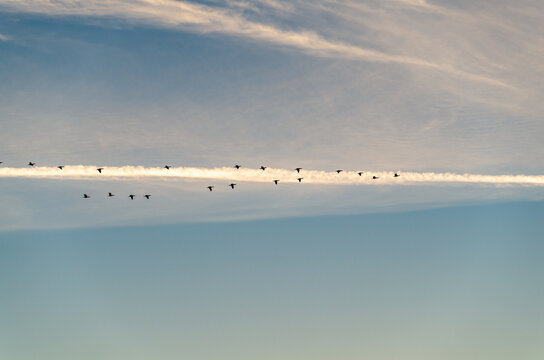 Flock of Birds in V Formation in Front of Contrails