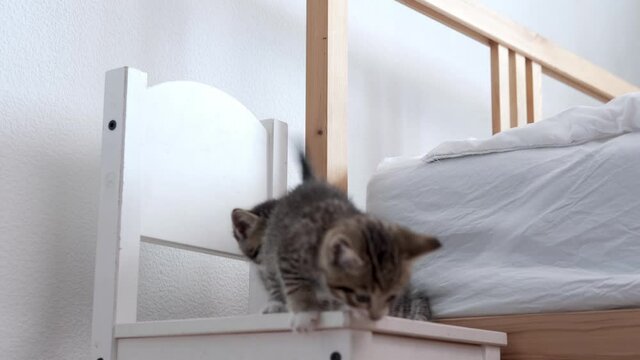 4k Two little striped Kittens jump down from bed. Playful cats playing together at home. Healthy adorable domestic pets