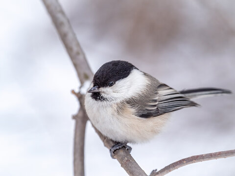 Cute bird the willow tit, song bird sitting on a branch without leaves in the winter.