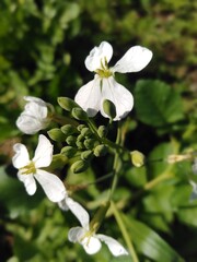white flowers of tree
