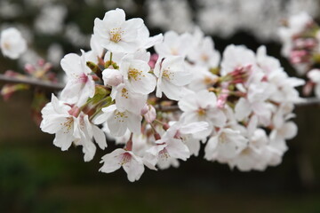 Fototapeta premium サクラ