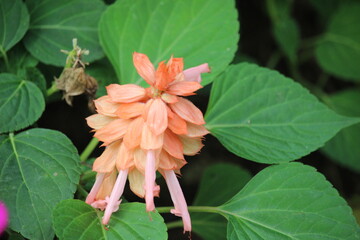beautiful and cool orange flowers at the edge of the garden