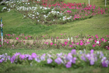A collection of blooming flowers line the beautiful hillside tourism park of the city