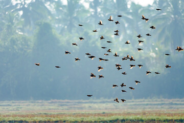 Go together. A group of birds flying over paddy field on sunny day.