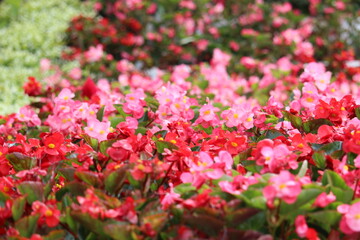 A collection of red, pink flowers blooming in the beautiful hillside tourist park of the city