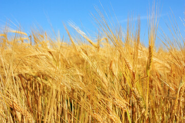 Golden ears of wheat in a field