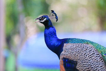 Obraz premium A beautiful close up peacock with green and blue plumes with majestic plumage.