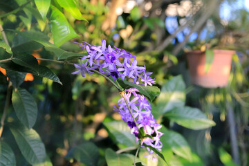 Purple wreath, Sandpaper vine, Queen's wreath as background