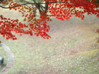 猿投運動公園のモミジの紅葉