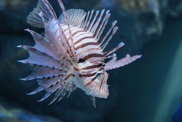 lionfish in aquarium