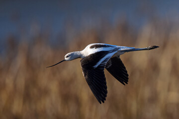 Obraz premium Close-up of an American avocet flying, seen in the wild in a North California marsh 