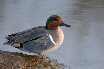 Male Green-winged Teal, seen in a North California marsh