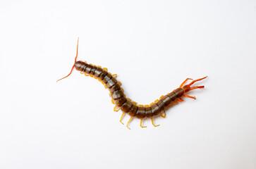 A centipede can bite. It is a poisonous animal and has a lot of legs.