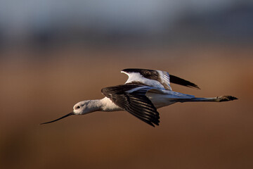 Close-up of an American avocet flying, seen in the wild in a North California marsh 