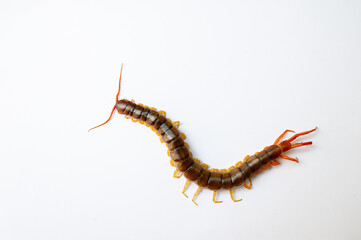 A centipede can bite. It is a poisonous animal and has a lot of legs.
