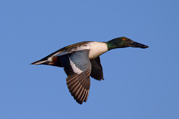 Northern Shoveler in beautiful light, seen in the wild in North California