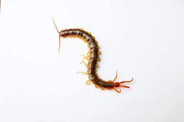 A centipede can bite. It is a poisonous animal and has a lot of legs.