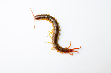 A centipede on a white background. It is a poisonous animal and has a lot of legs.