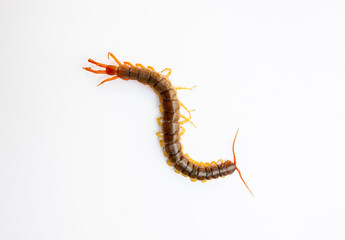 A centipede on a white background. It is a poisonous animal and has a lot of legs.