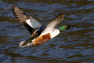 Fototapeta premium Northern Shoveler in beautiful light, seen in the wild in North California