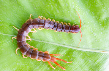 A centipede on a large green leaf It is a poisonous animal and has a lot of legs.