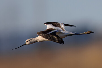 Close-up of an American avocet flying, seen in the wild in a North California marsh 