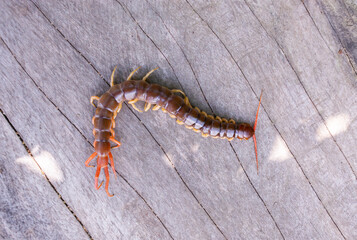 A centipede can bite. It is a poisonous animal and has a lot of legs.