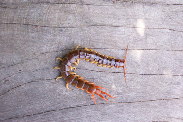 A centipede can bite. It is a poisonous animal and has a lot of legs.