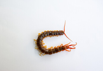A centipede on a white background. It is a poisonous animal and has a lot of legs.
