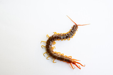 A centipede on a white background. It is a poisonous animal and has a lot of legs.