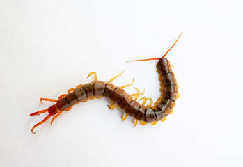 A centipede on a white background. It is a poisonous animal and has a lot of legs.