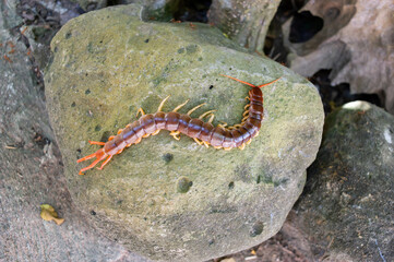 A centipede can bite. It is a poisonous animal and has a lot of legs.