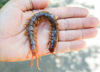 Centipede in hand It is a poisonous creature and has a lot of legs.