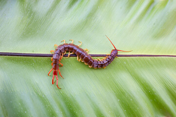 A centipede can bite. It is a poisonous animal and has a lot of legs.