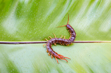 A centipede can bite. It is a poisonous animal and has a lot of legs.