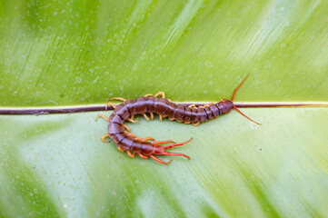 A centipede on a large green leaf It is a poisonous animal and has a lot of legs.