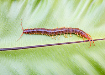 A centipede can bite. It is a poisonous animal and has a lot of legs.