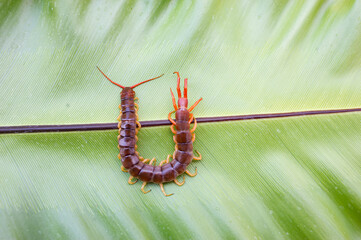 A centipede can bite. It is a poisonous animal and has a lot of legs.