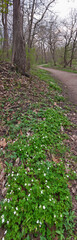 539-46 Harrison State Park Spring Path Pano