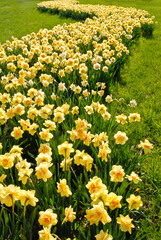 540-71 Daffodil S Curve