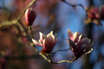 magnolia blossom