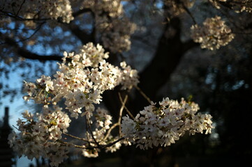 flowers of a tree